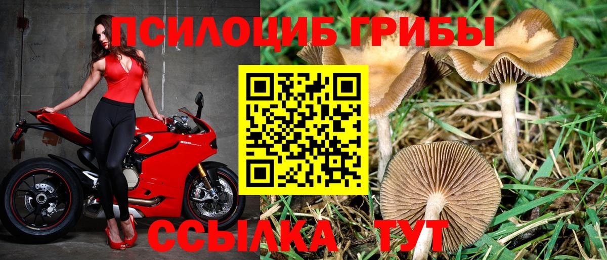 Свободный  Псилоцибиновые грибы MAGIC MUSHROOMS  Вход с VPN 